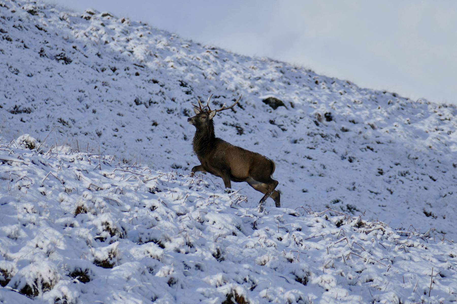 Kingairloch red stag in snow